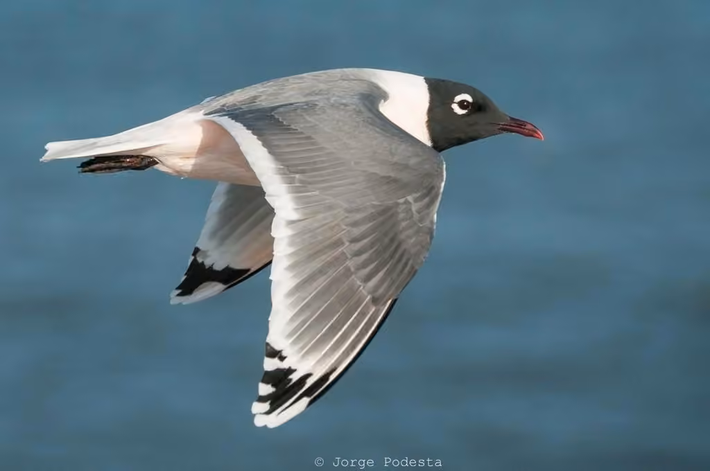 Franklin's Gull, photo 1 of 5