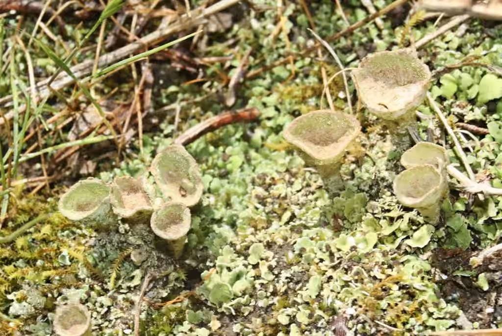 Humble Pixie-cup Lichen, photo 3 of 5