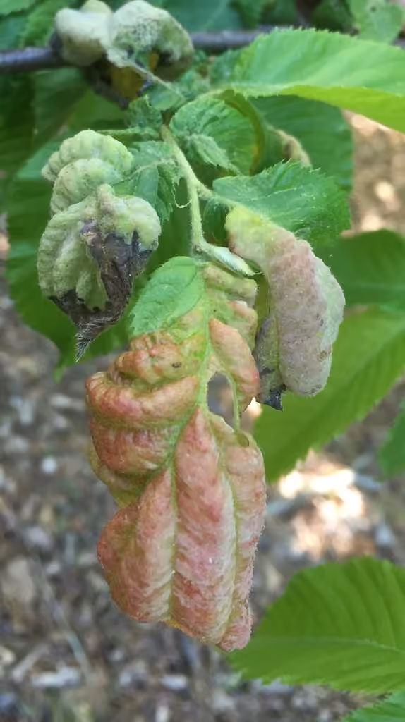 Taphrina virginica, photo 1 of 5