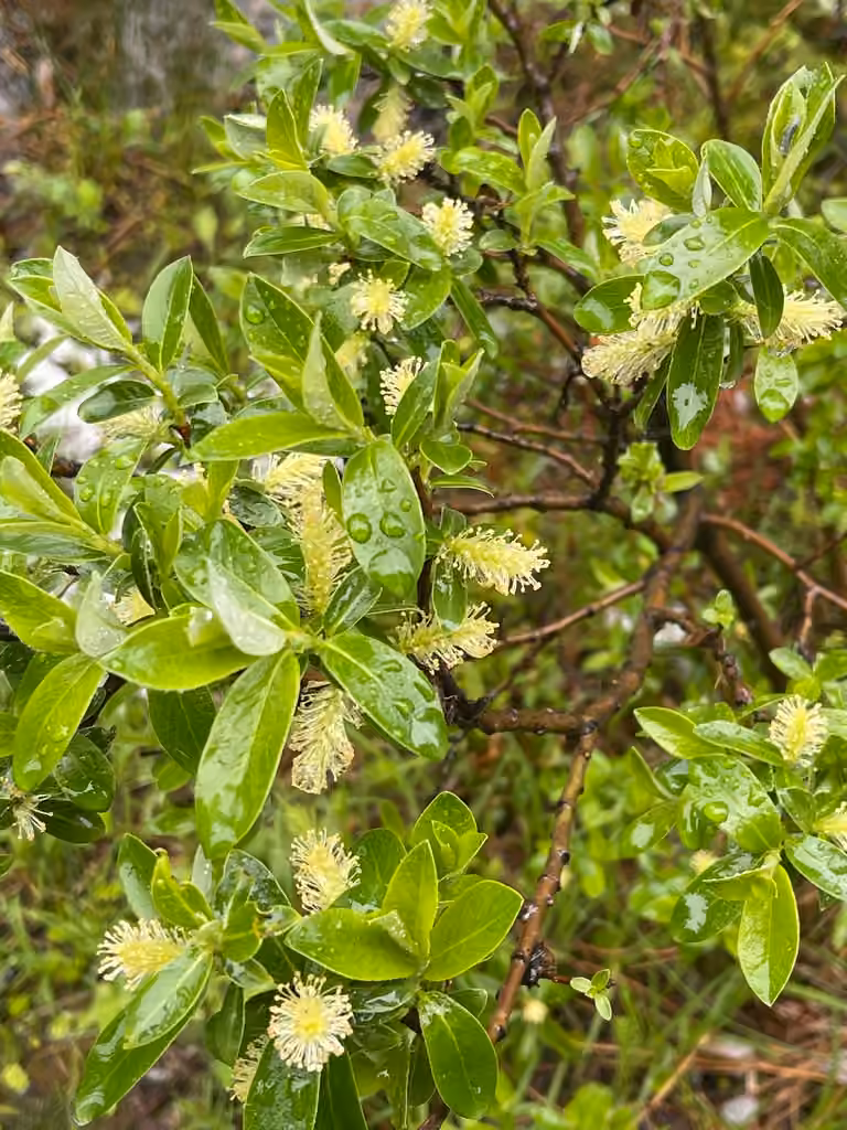 Grayleaf willow, In flower