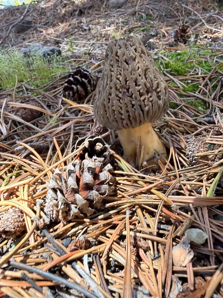 Morchella exuberans, photo 3 sur 5