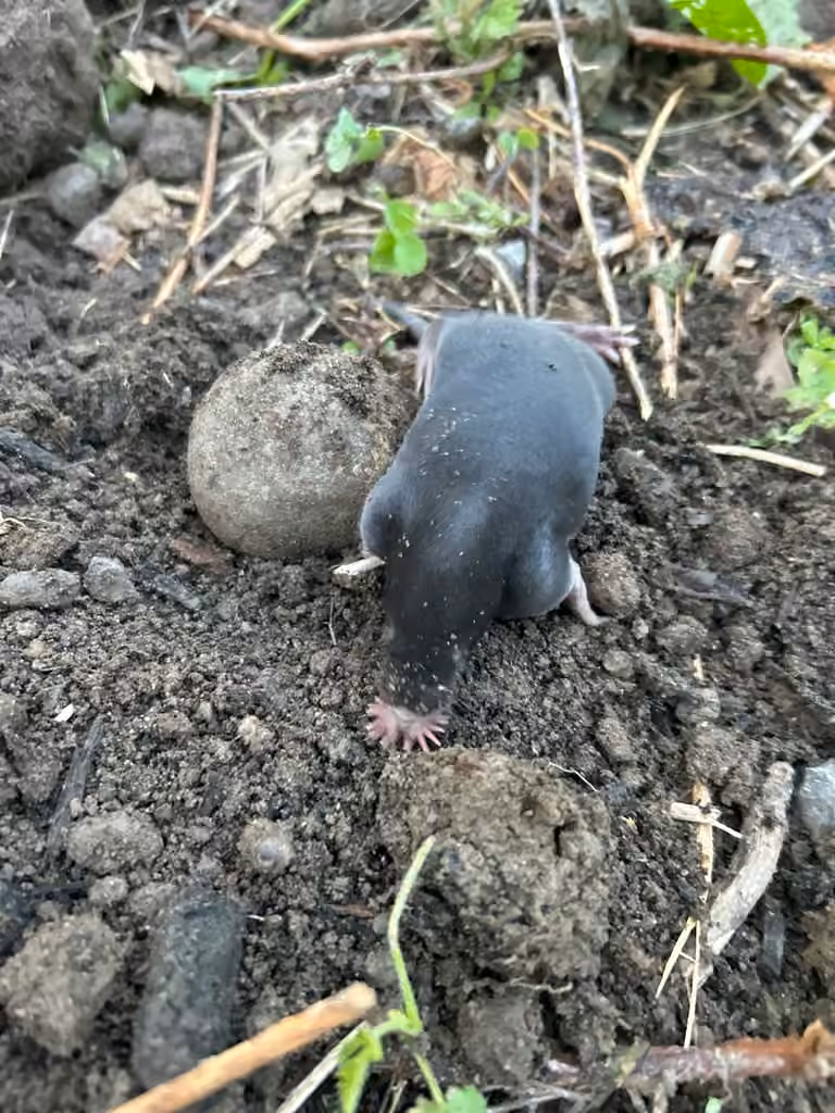 Condylure à nez étoilé, Juvénile