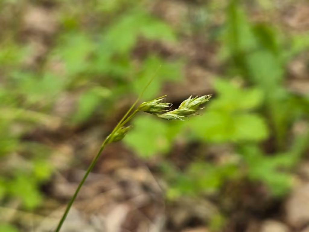 Carex de Dewey, En fruits