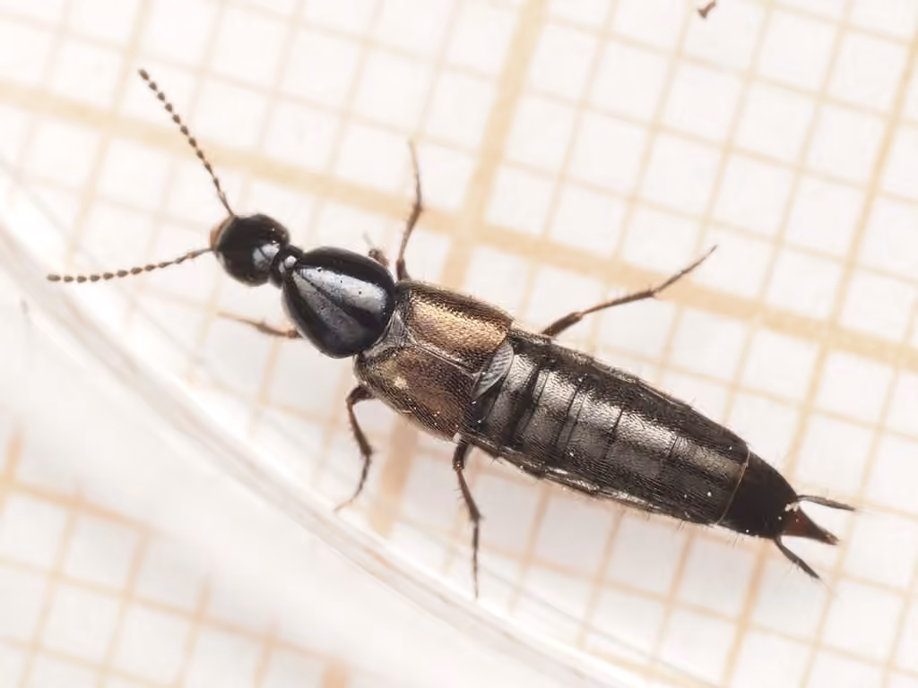 Staph beetle, Female