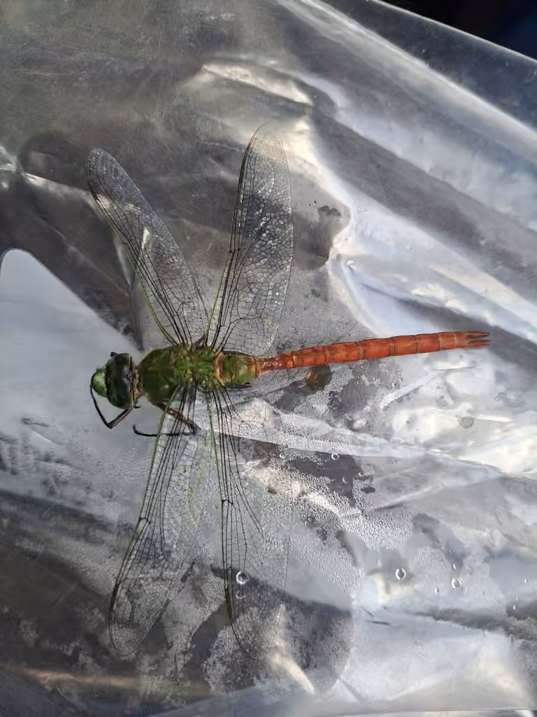 Anax ardent, Mâle