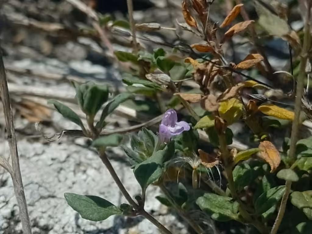 Basil thyme, In fruit
