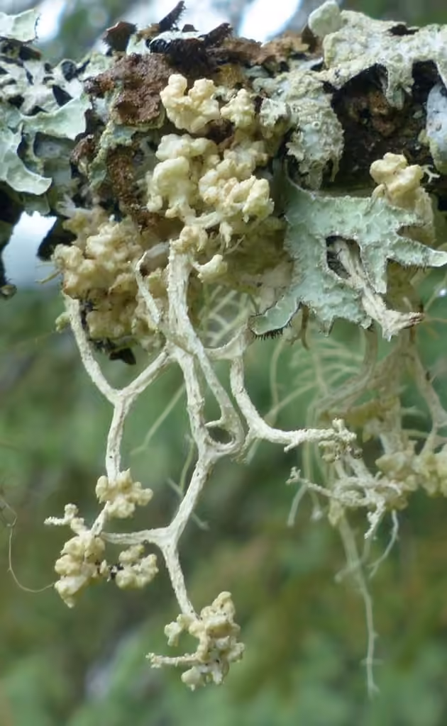 Witch's butter, photo 2 sur 5