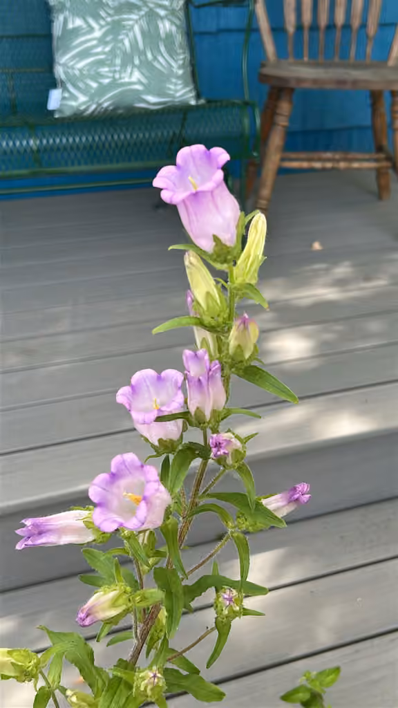 Canterbury bells, In flower