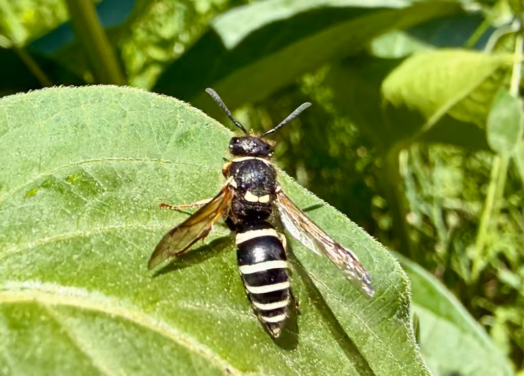 Walden’s Potter Wasp, Female