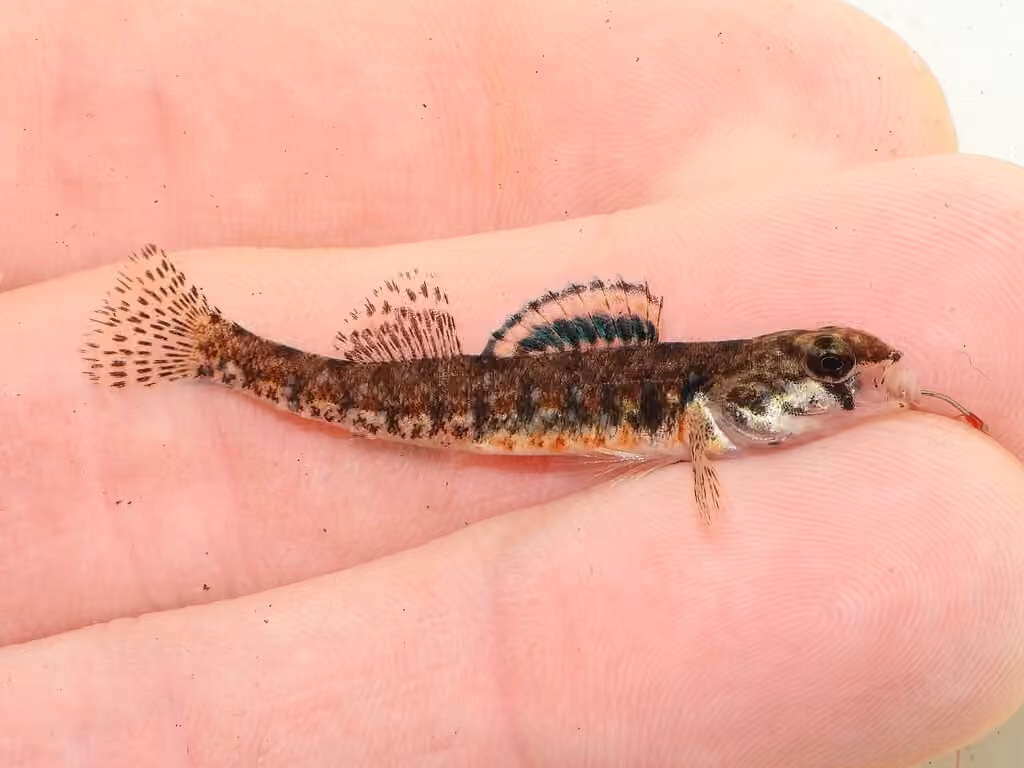 Iowa Darter, Male