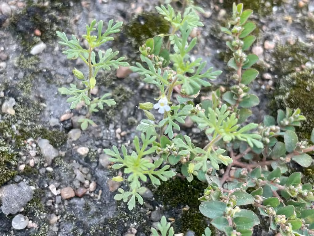 Leucospore multifide, En fleurs