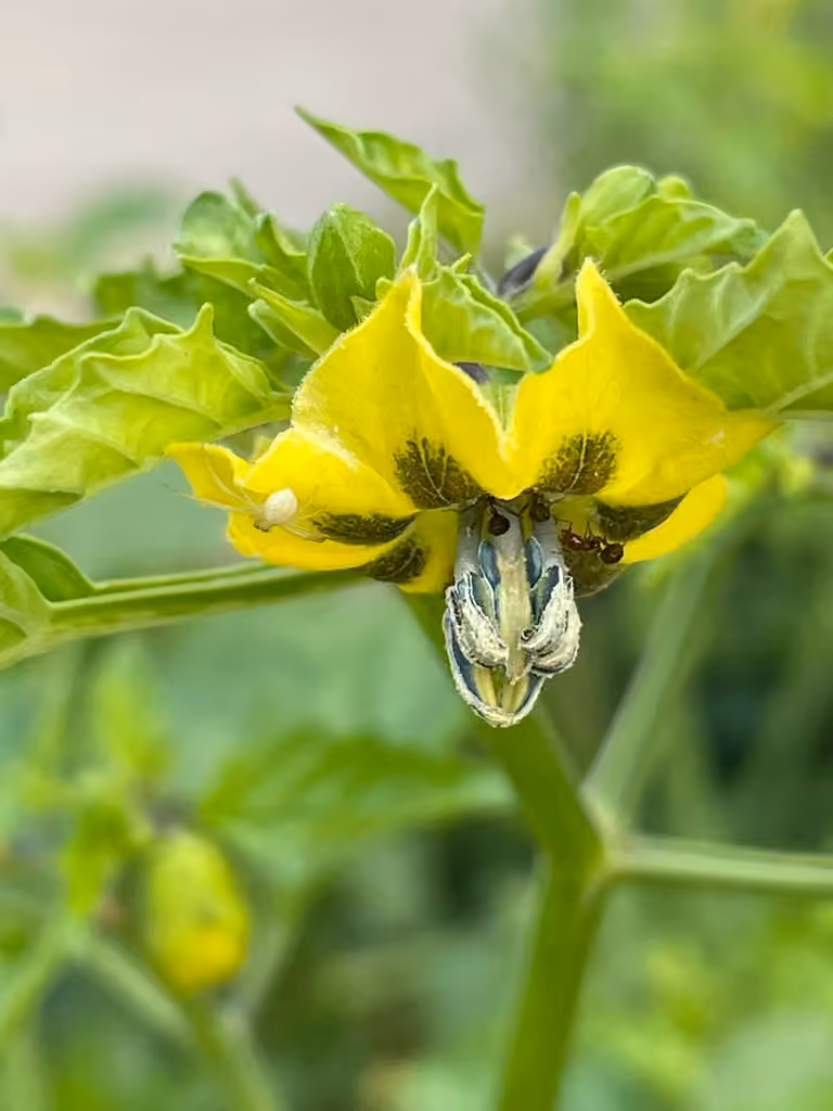 Mexican groundcherry, Flower buds