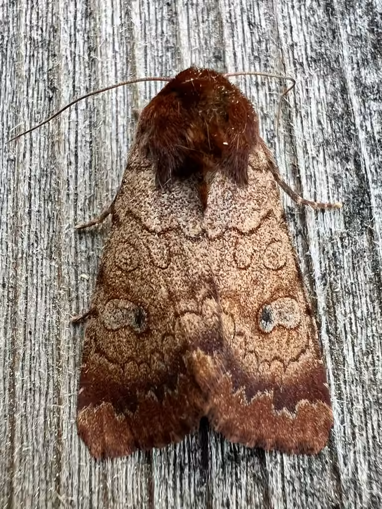 Rosewing Moth, Adulte