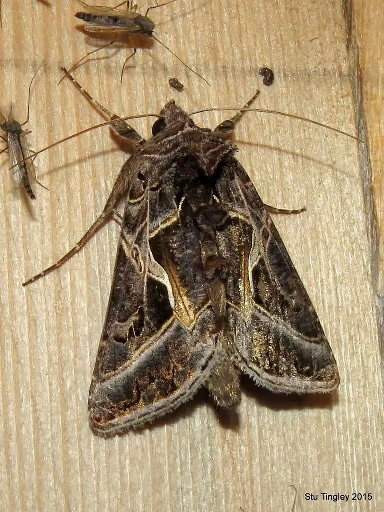 Silver Whip Moth, Adulte