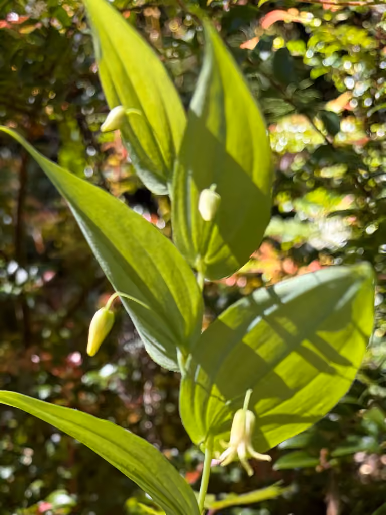 Streptope à feuilles embrassantes, En fleurs