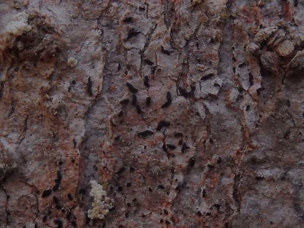 Opégraphe vulgaire, photo 2 sur 5