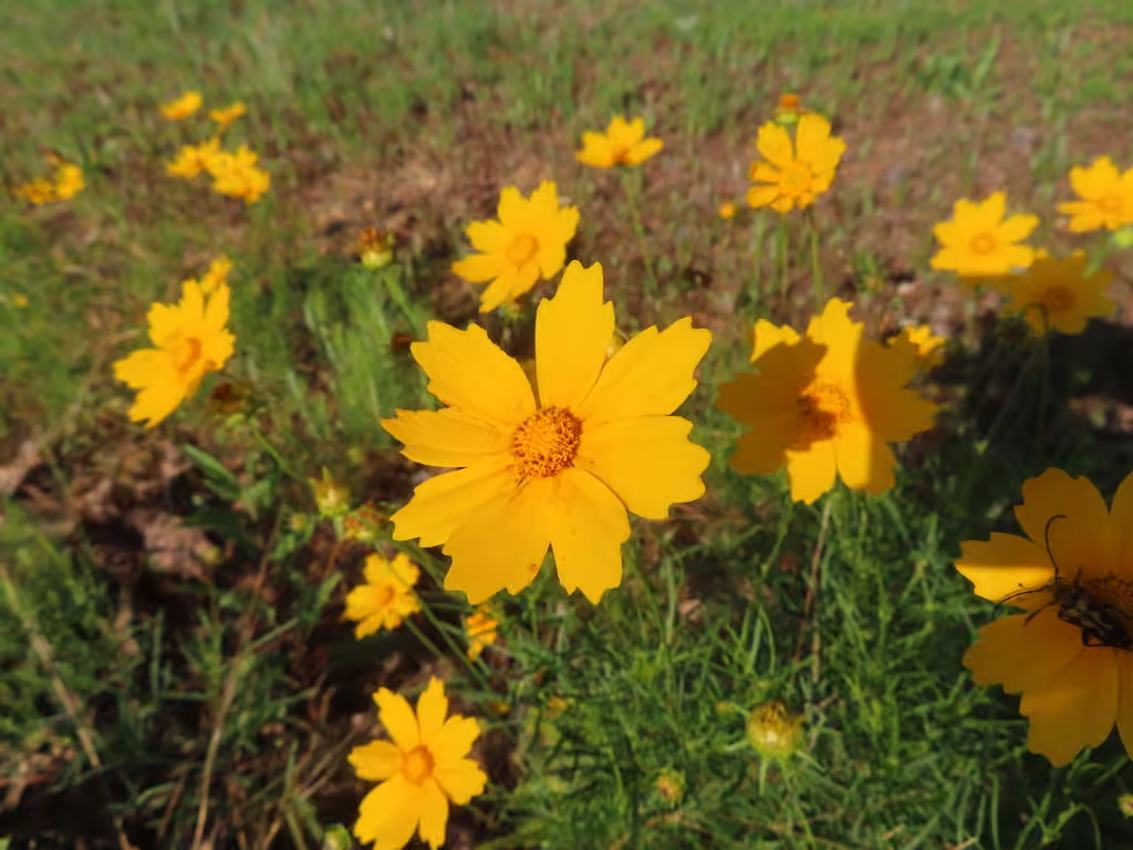 Coréopsis grandiflore, En fleurs