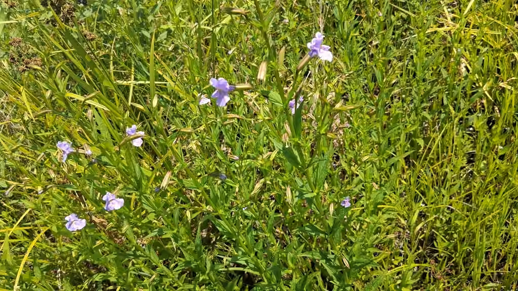 Mimule à fleurs entrouvertes, En boutons