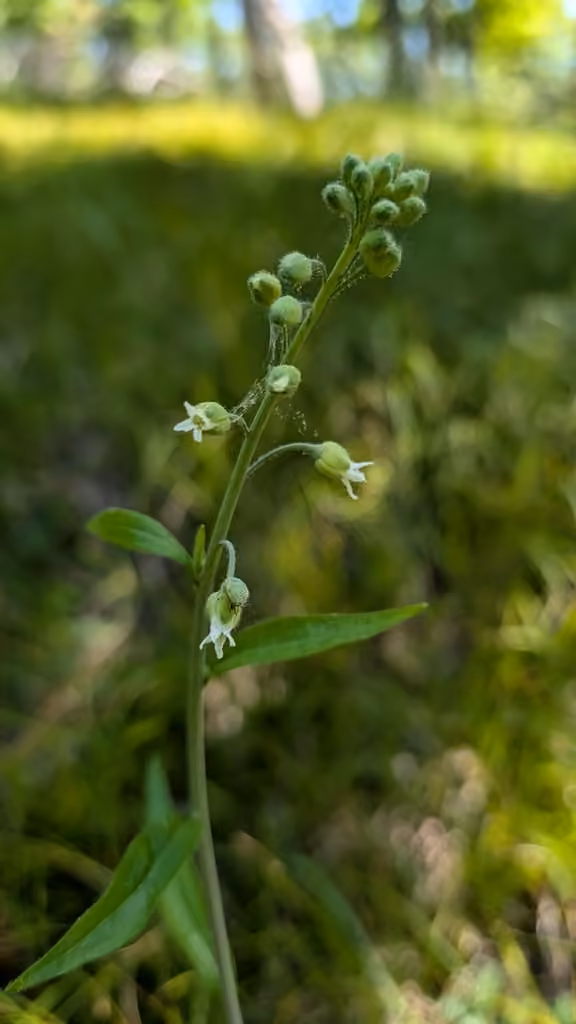 Arabette du Canada, En fleurs