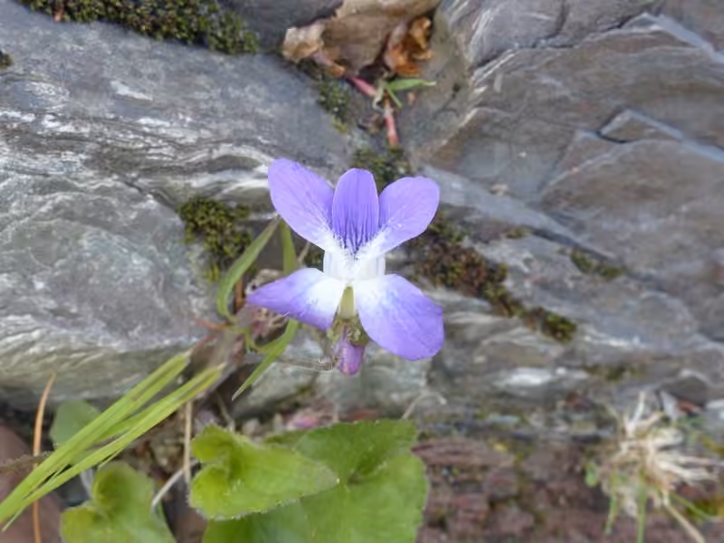 Violette septentrionale, En fleurs
