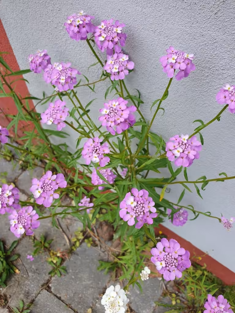 Globe candytuft, In flower