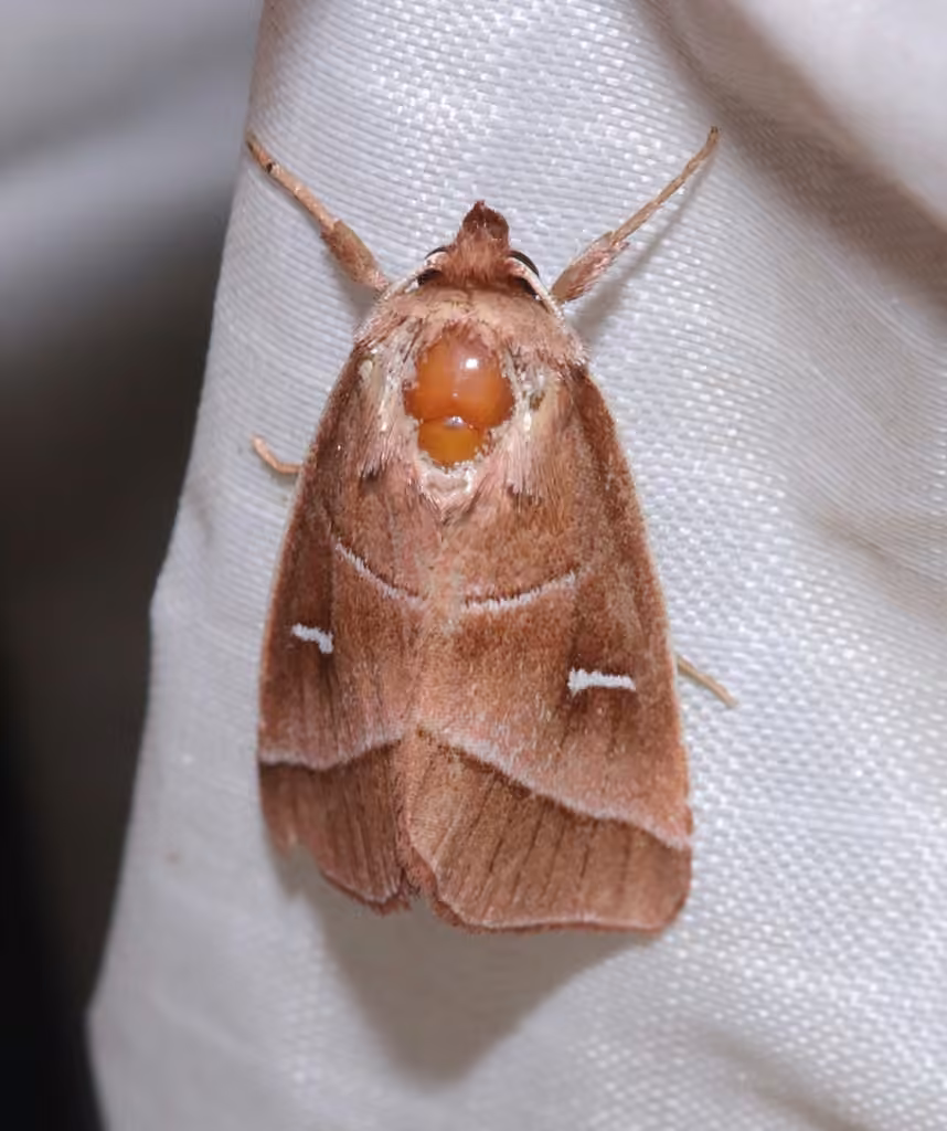 Marsh Fern Moth, Adult