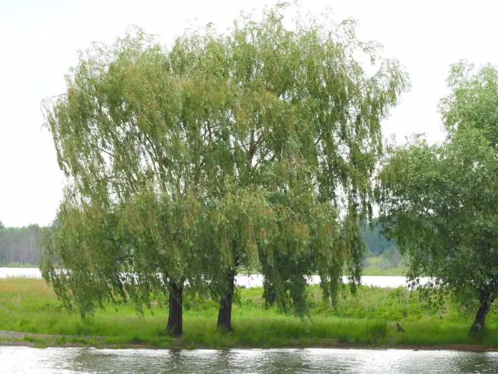 Saule blanc, En fruits