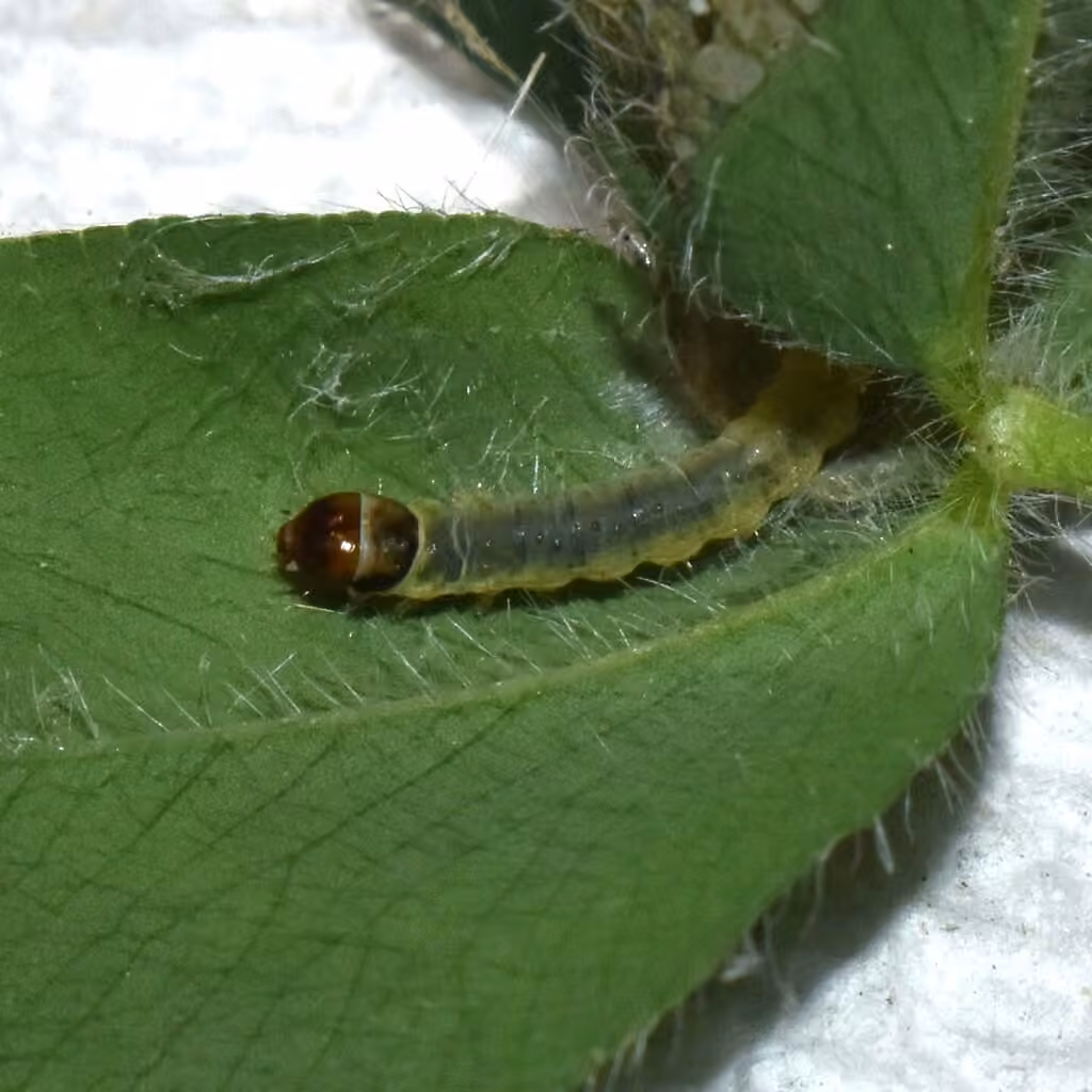 Oblique-banded Leafroller Moth, Caterpillar