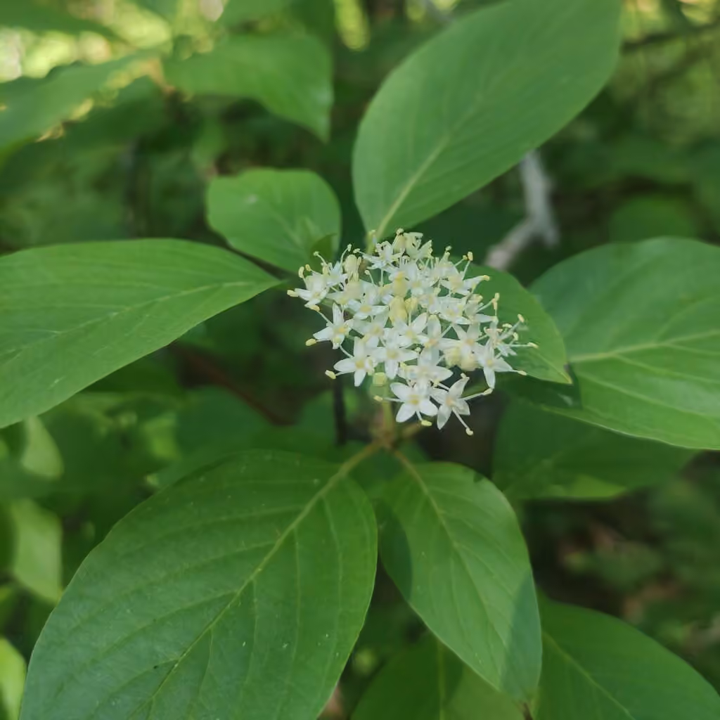 Cornouiller blanc, En fleurs