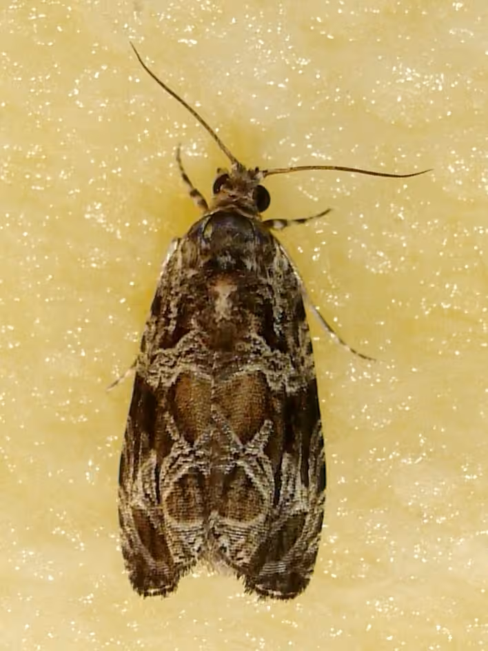 Basswood Olethreutes Moth, photo 1 sur 5