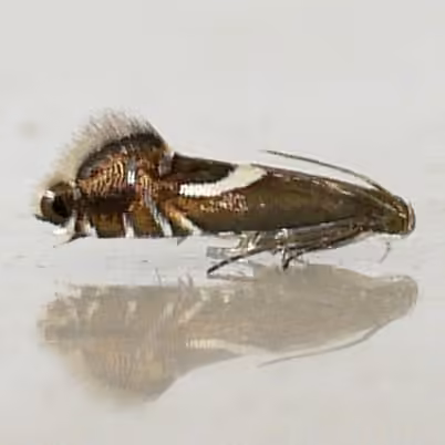 Yellow Nutsedge Moth, photo 2 sur 5