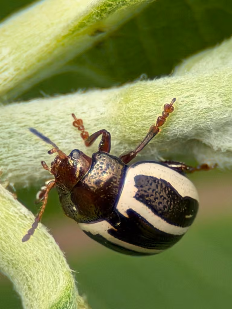 Ragweed Leaf Beetle, Adult