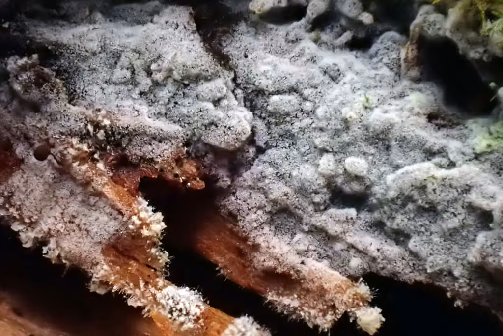 Scopuloides rimosa, photo 3 sur 5