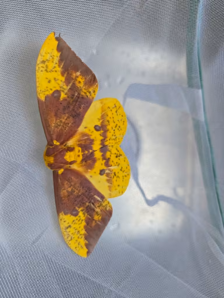 Papillon impérial, Mâle