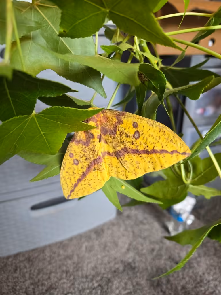 Papillon impérial, Femelle