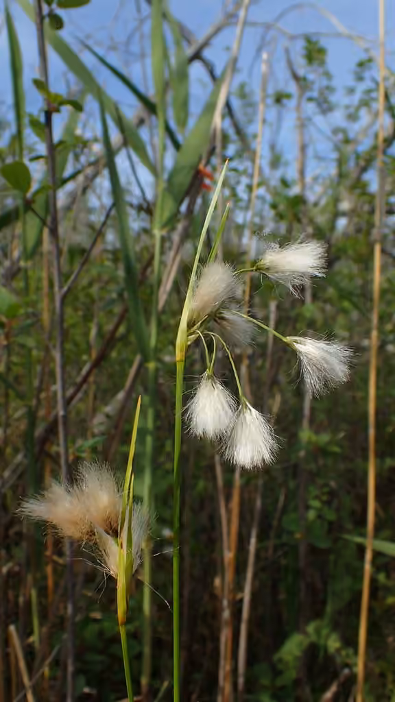 Thinleaf cottonsedge, photo 3 of 5