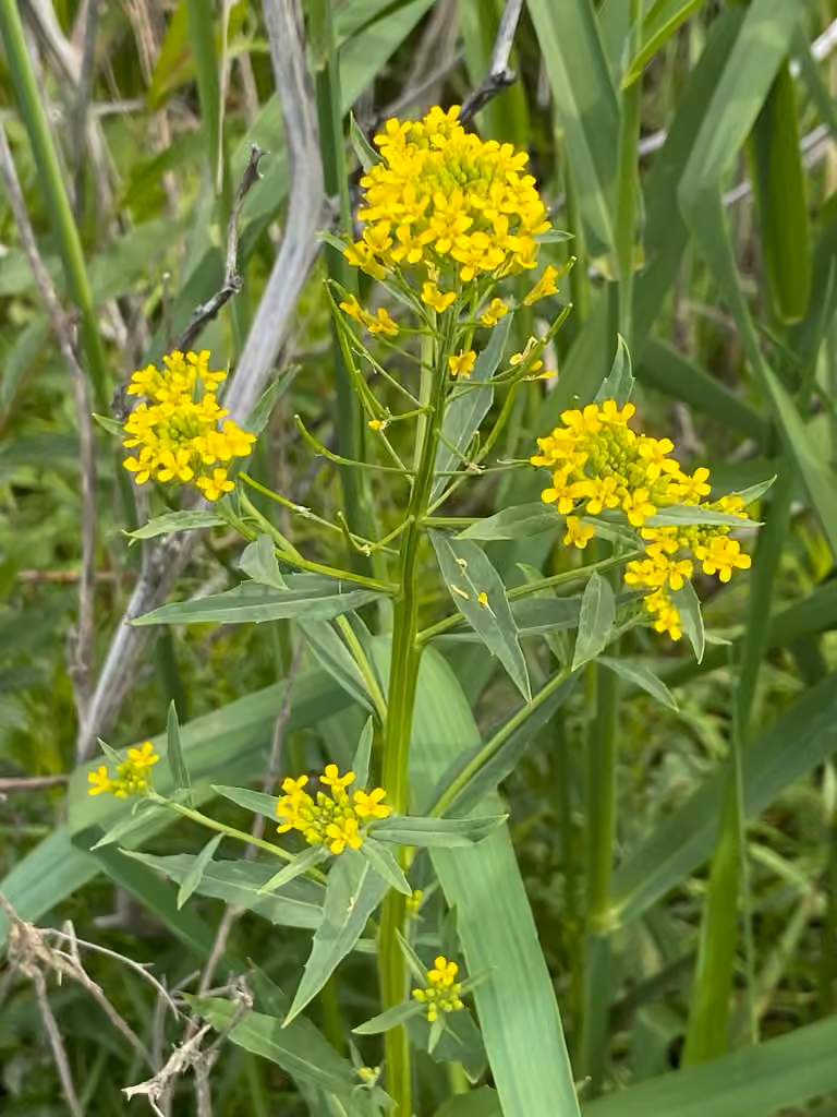 Wormseed mustard, In fruit