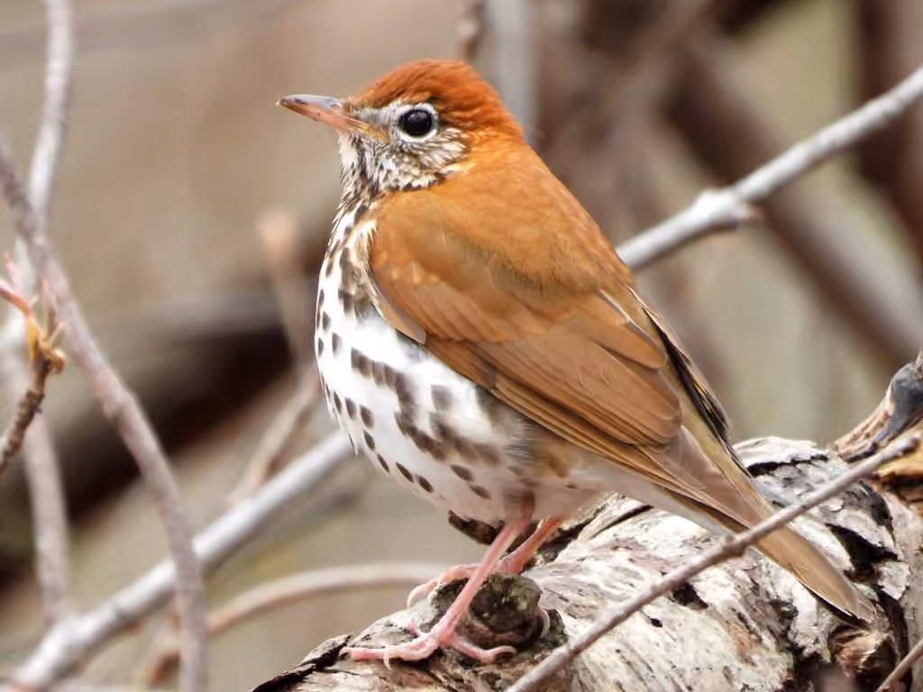 Wood Thrush, photo 1 of 5