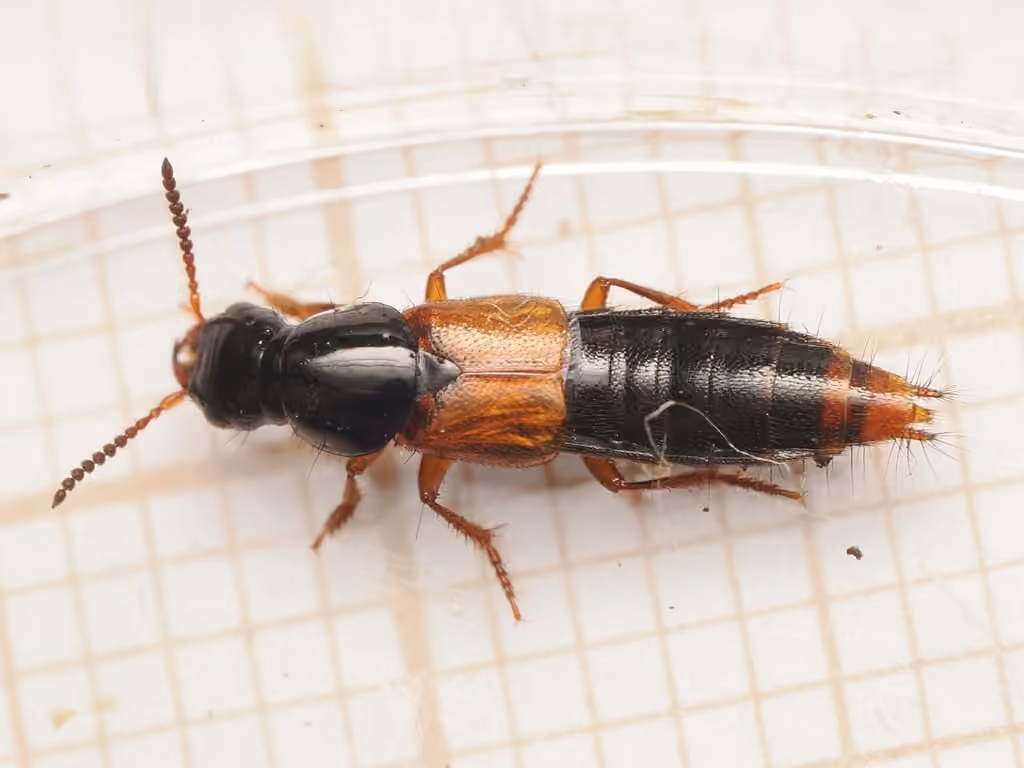 Staphylin cramoisi
