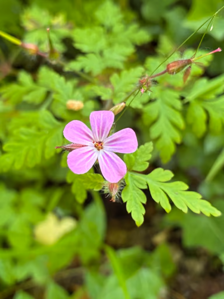 Robert's geranium, In fruit