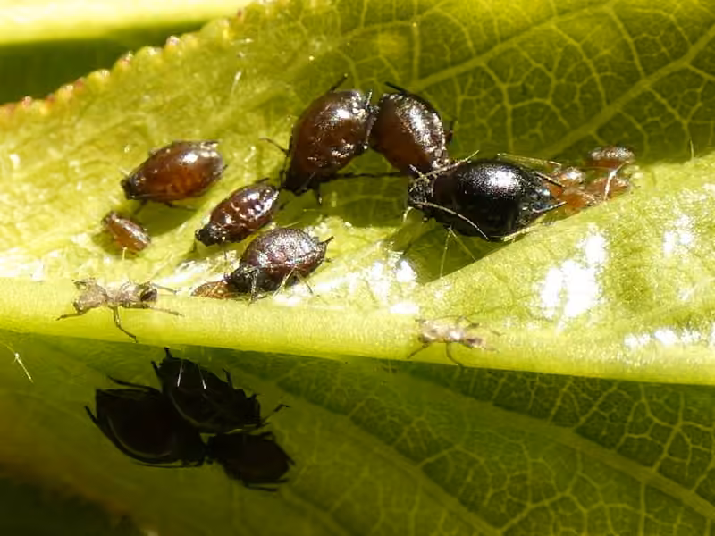 Black Cherry Aphid
