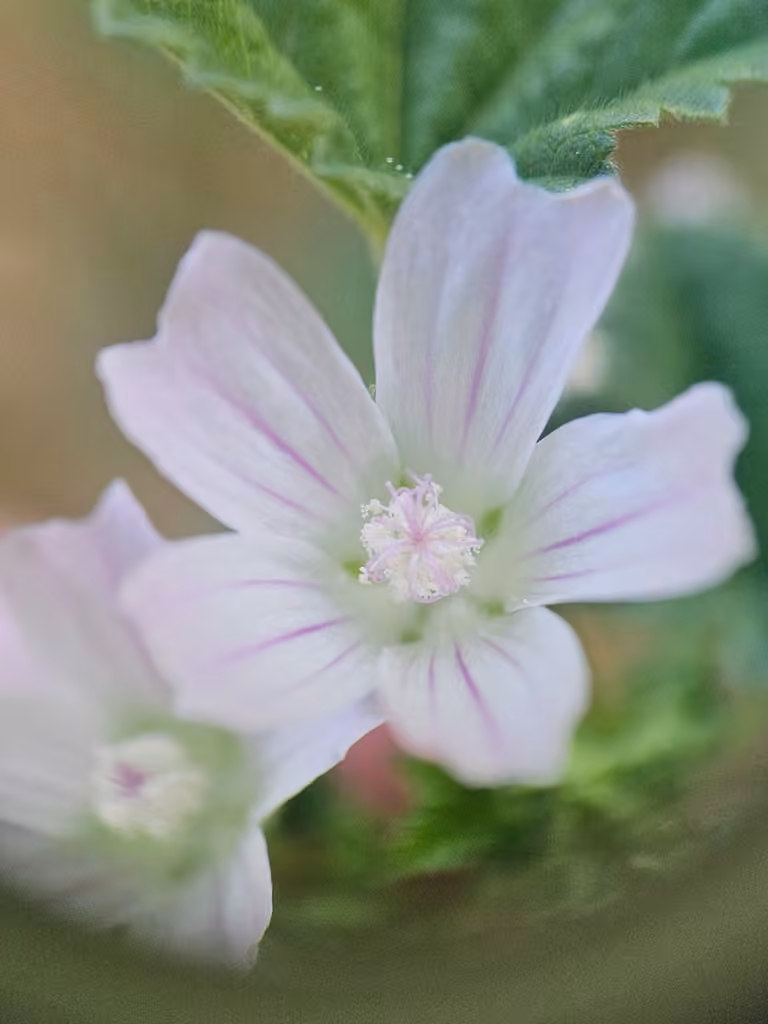Mauve négligée