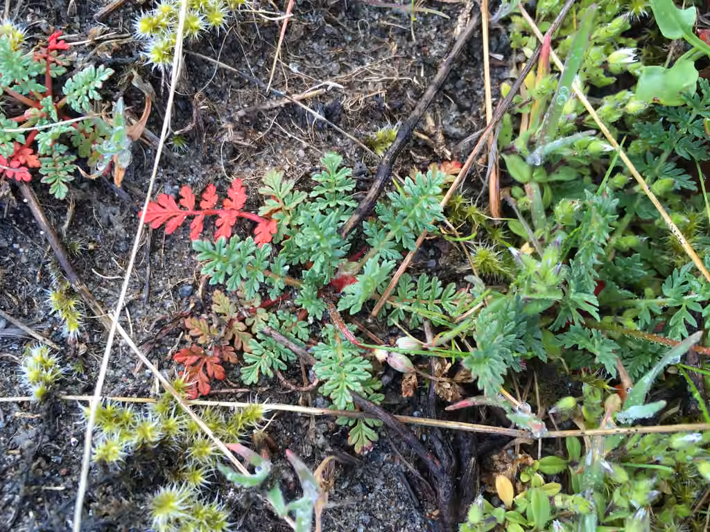 Redstem stork's bill, In flower
