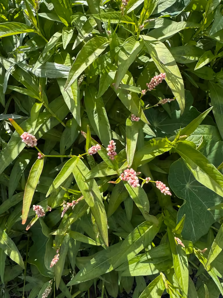 Renouée persicaire, En fleurs