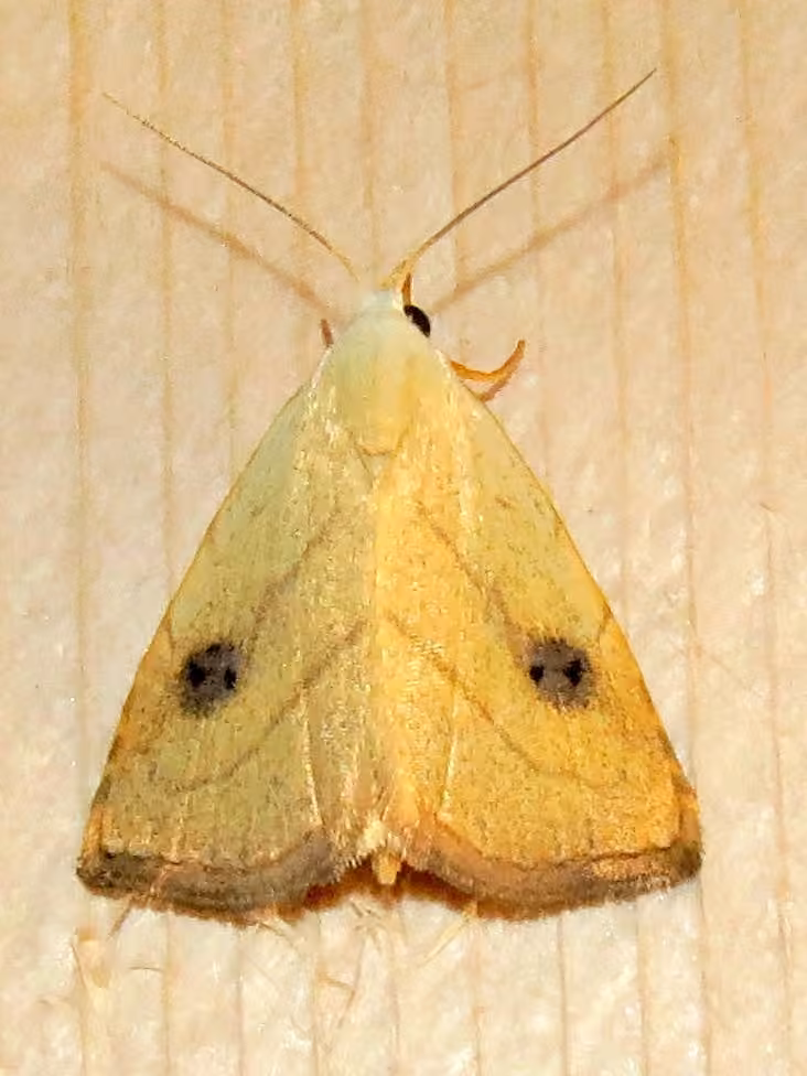 Spotted Grass Moth, photo 3 sur 5