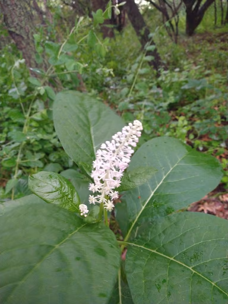 Indian pokeweed, In flower