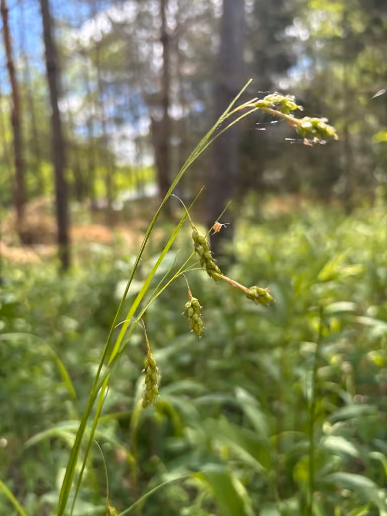 Carex joli, En fruits