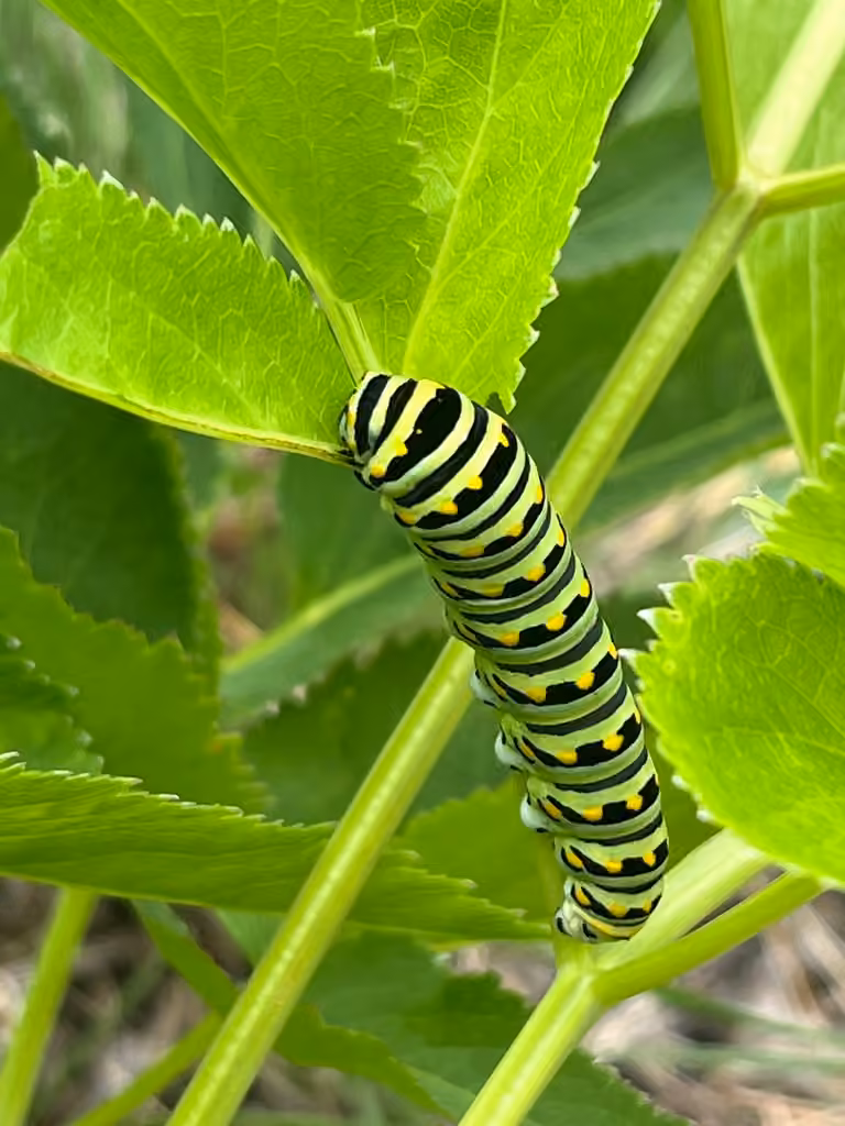 Papillon du céleri, Chenille