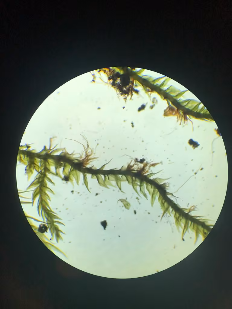 Lindberg's Maple-moss, photo 2 of 5