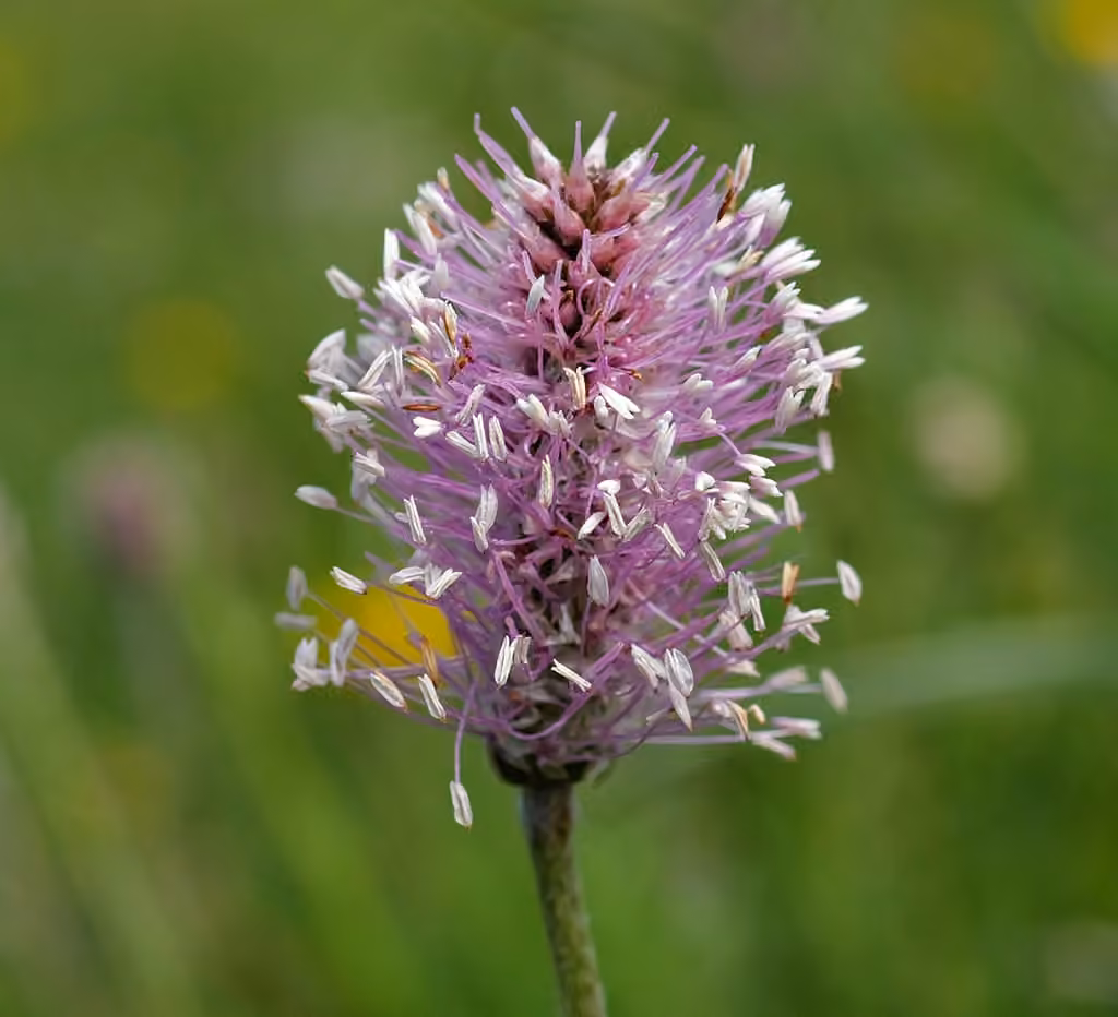 Hoary plantain, photo 1 of 5